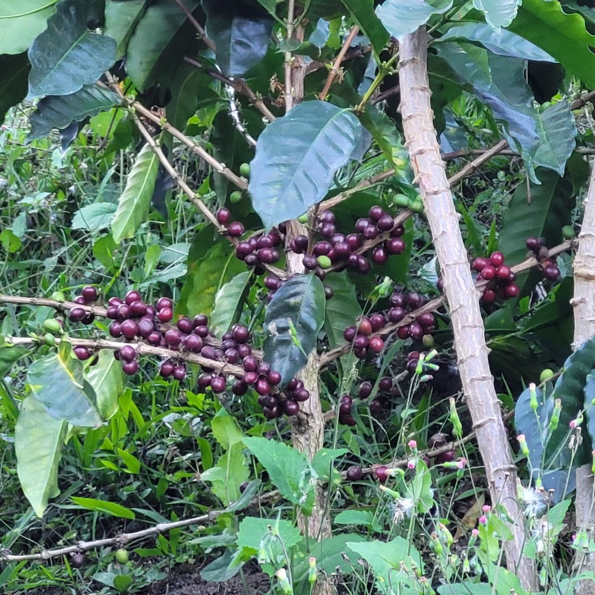 كولومبيا بوساكو فلتر العسل