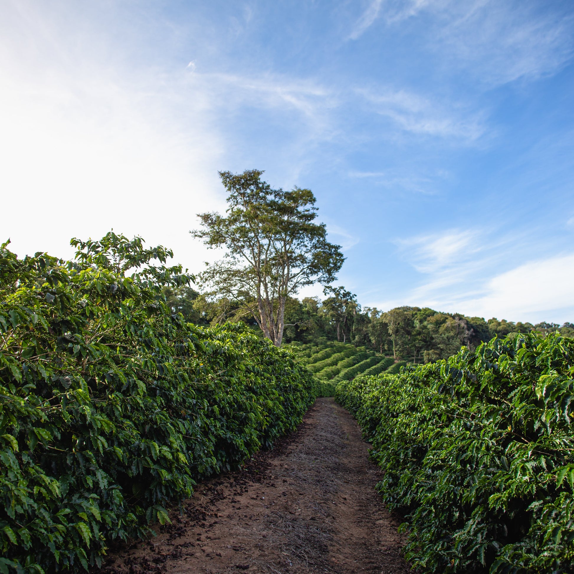 Brazil Rio Coffee Farm