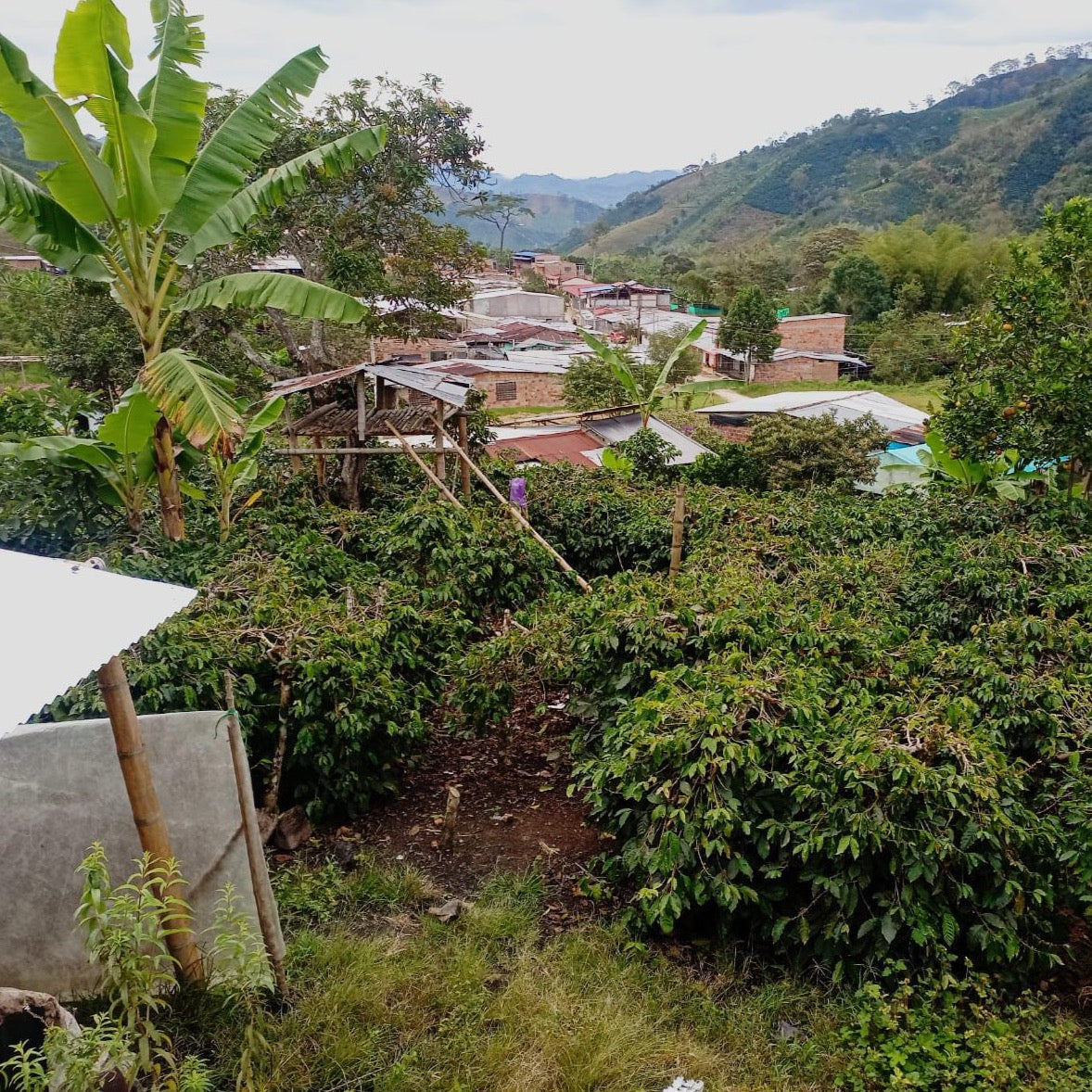 Colombia Sierra Nevada Coffee Hills