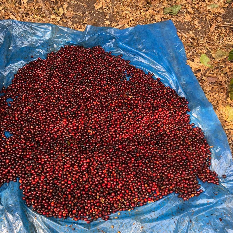 Guatemala Cherry Coffee