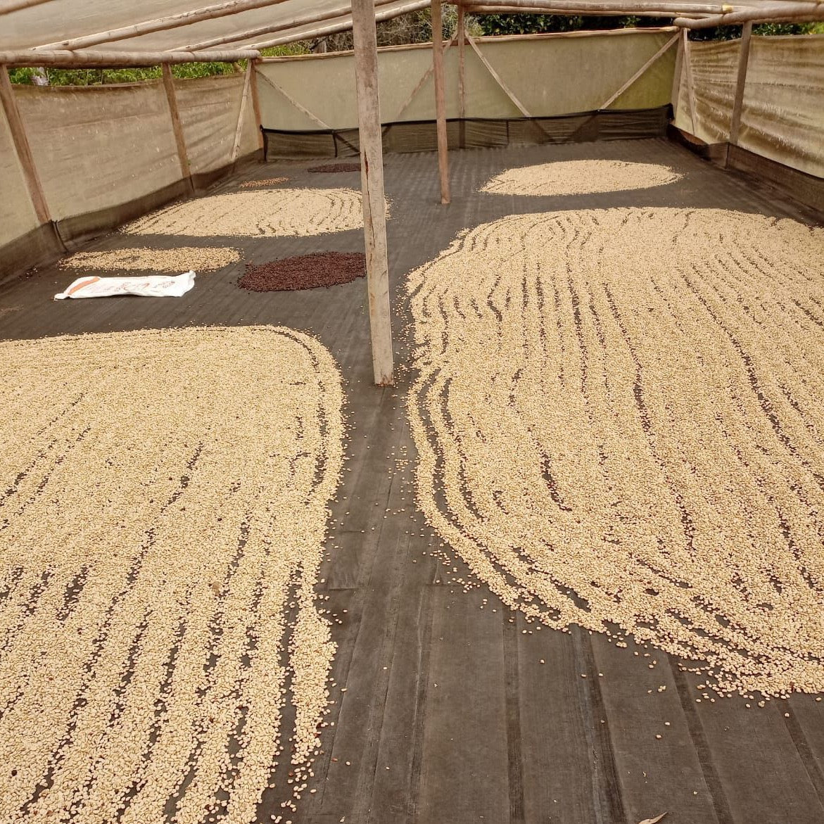 Colombia Honey Buesaco