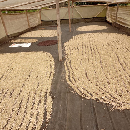 Colombia Honey Buesaco